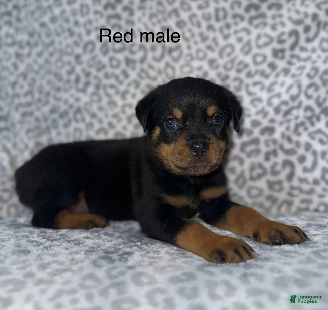 Rottweiler dogs for sale: Red male  - Ad 1