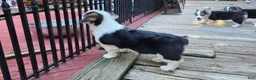 Welsh Corgi Pembroke dogs for sale: Bear - AKC/DNA Tested - Pembroke Welsh Corgi Puppy  - Ad 3