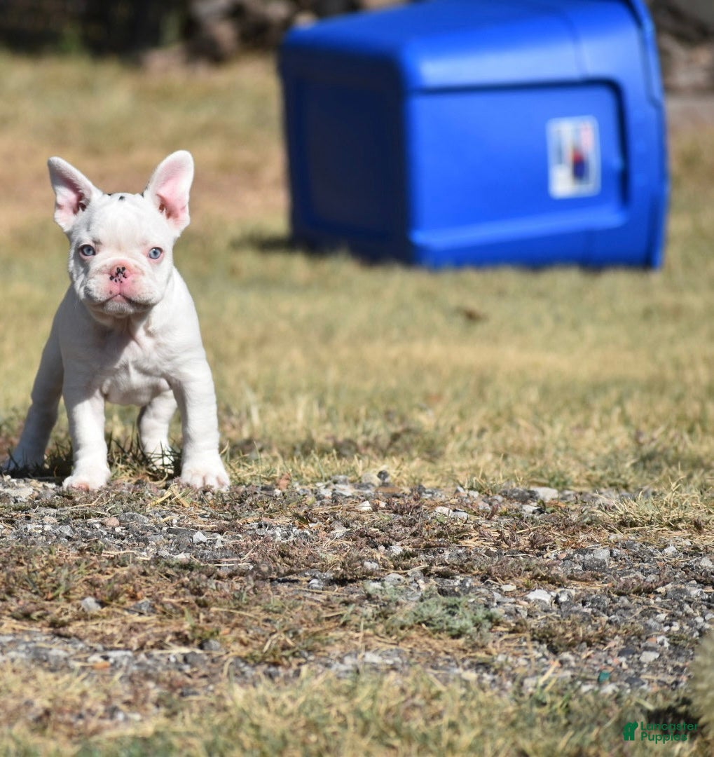 French Bulldog dogs French Bulldog 7 - Ad 28