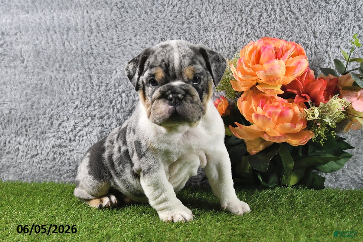 English Bulldog dogs for sale: Hailey - Ad 3