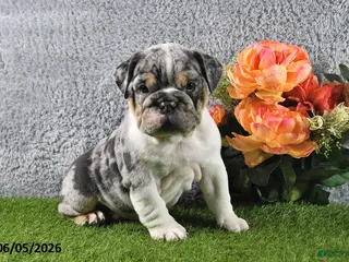 English Bulldog dogs for sale: Hailey - Ad 3