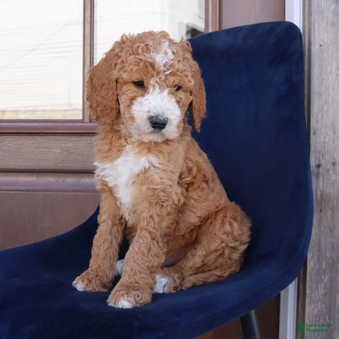 Goldendoodle dogs for sale: Phoenix  - Ad 2