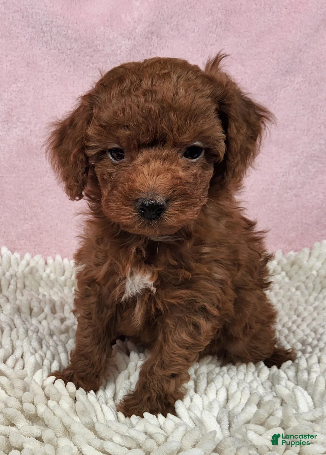 Toy Poodle dogs for sale: Pixie Charm - Ad 2