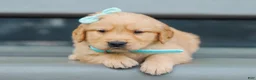 Golden Retriever dogs for sale: Adam ACA Golden Retriever Pup - Ad 3
