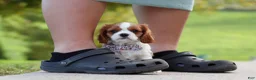 Cavalier King Charles Spaniel dogs for sale: Alec - Ad 2