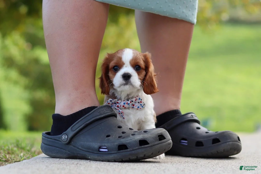 Cavalier King Charles Spaniel dogs for sale: Alec - Ad 2