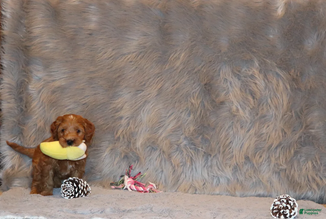 Mini Goldendoodle dogs for sale: Whitney 🌷 Genetic Clear Parents - Ad 38