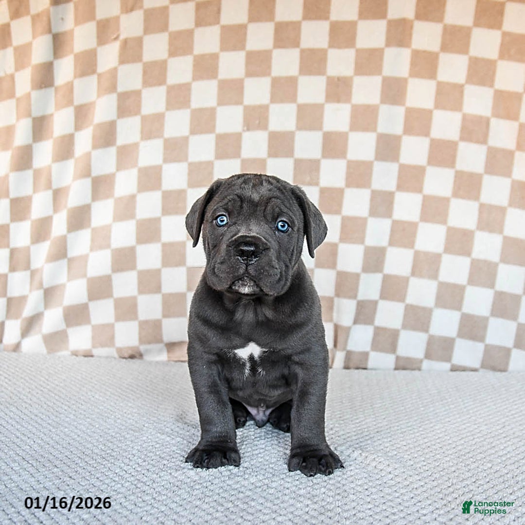 Cane Corso dogs for sale: Mighty - Ad 2