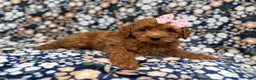 Cockapoo dogs for sale: Rain - Ad 9