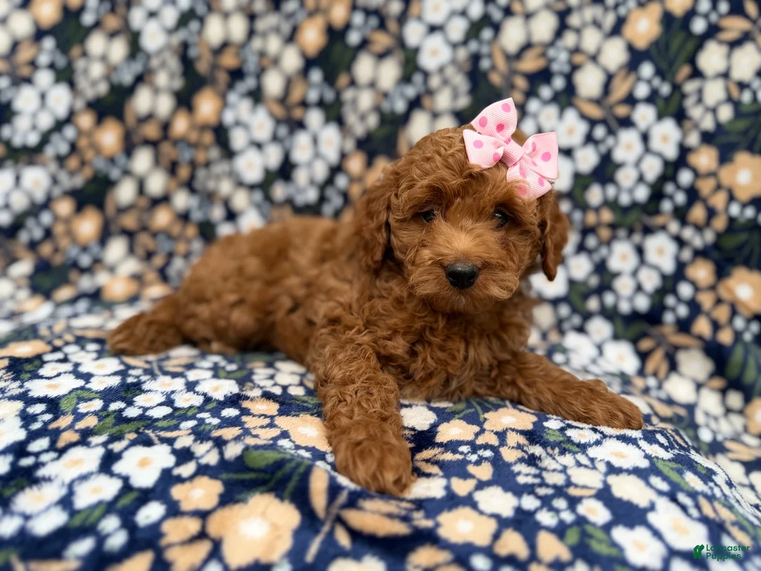 Cockapoo dogs for sale: Rain - Ad 9