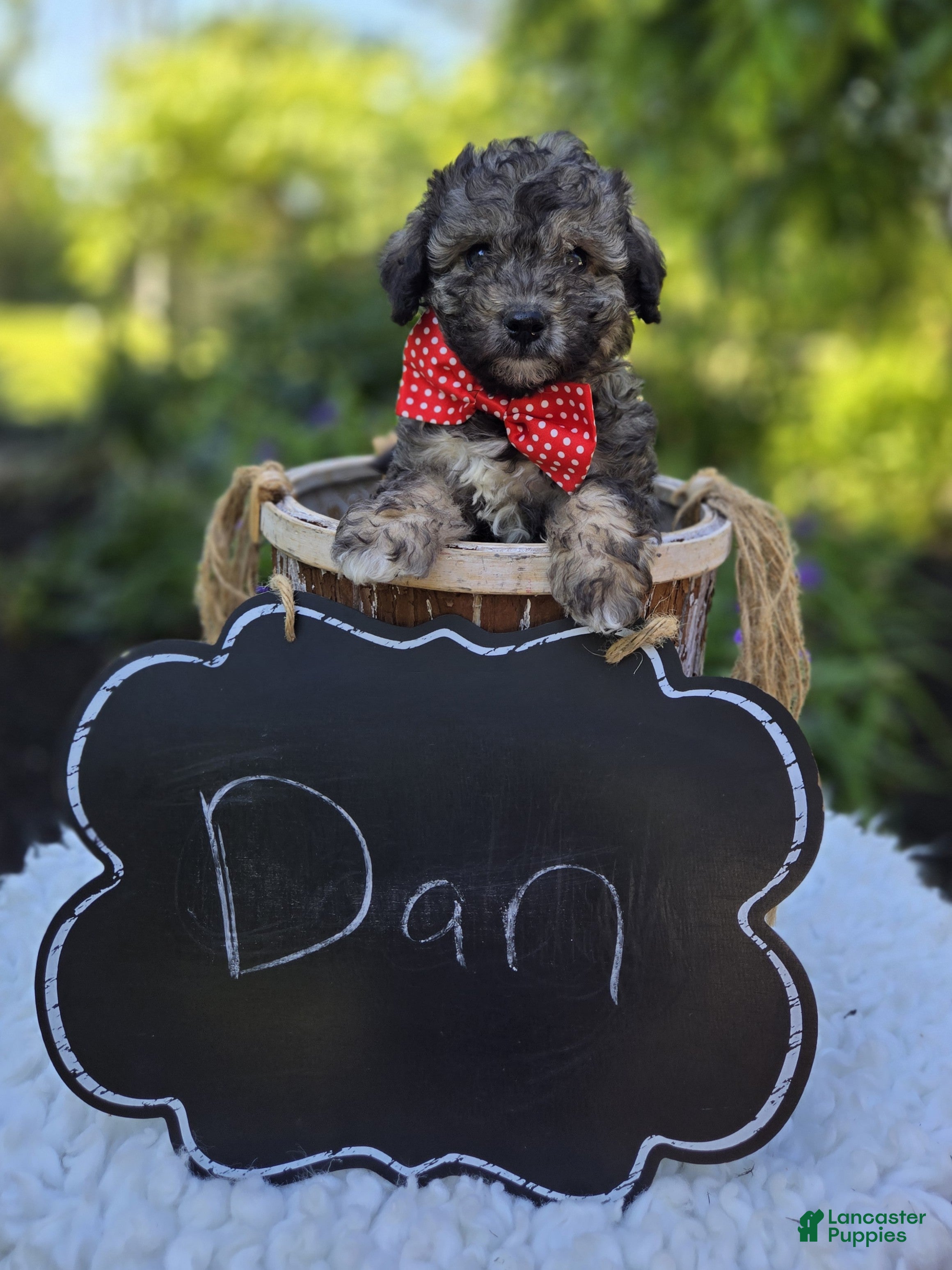 Miniature Poodle dogs Dan - Ad 2