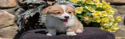 Welsh Corgi Pembroke dogs for sale: Nala - Ad 4