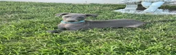 Italian Greyhound dogs for sale: Ace - Ad 17