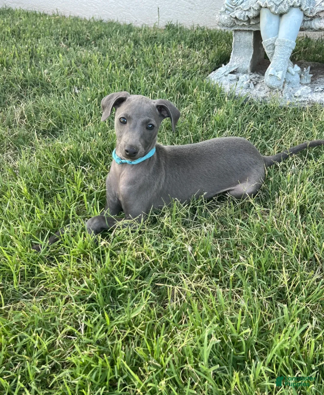 Italian Greyhound dogs for sale: Ace - Ad 17