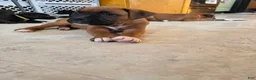 Boxer dogs for sale: Bamboo - Ad 9
