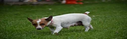 Jack Russell Terrier dogs for sale: Macie - Ad 10