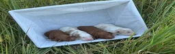 Cavapoo dogs for sale: Flint - Ad 5