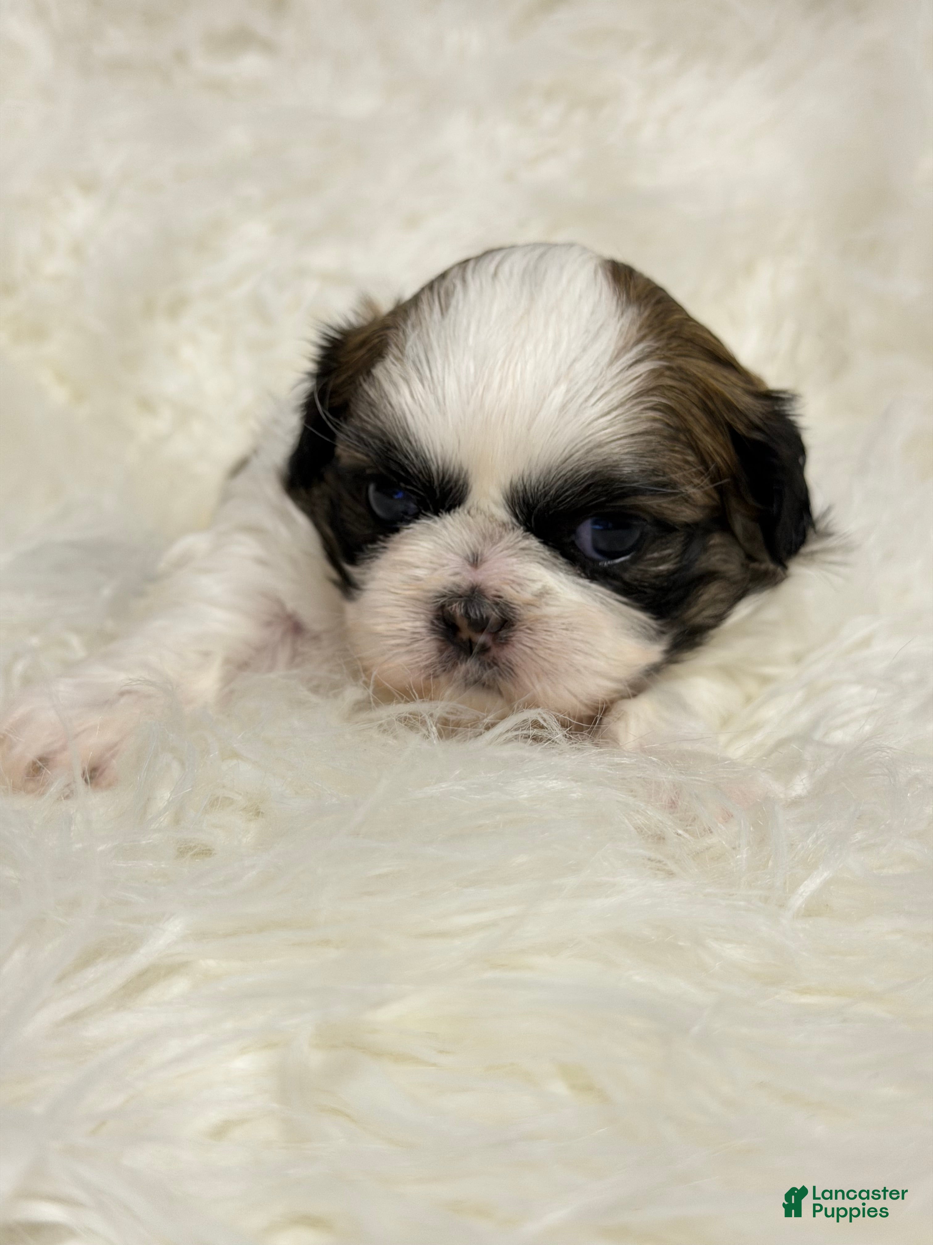 Shih Tzu dogs Ana - Ad 1