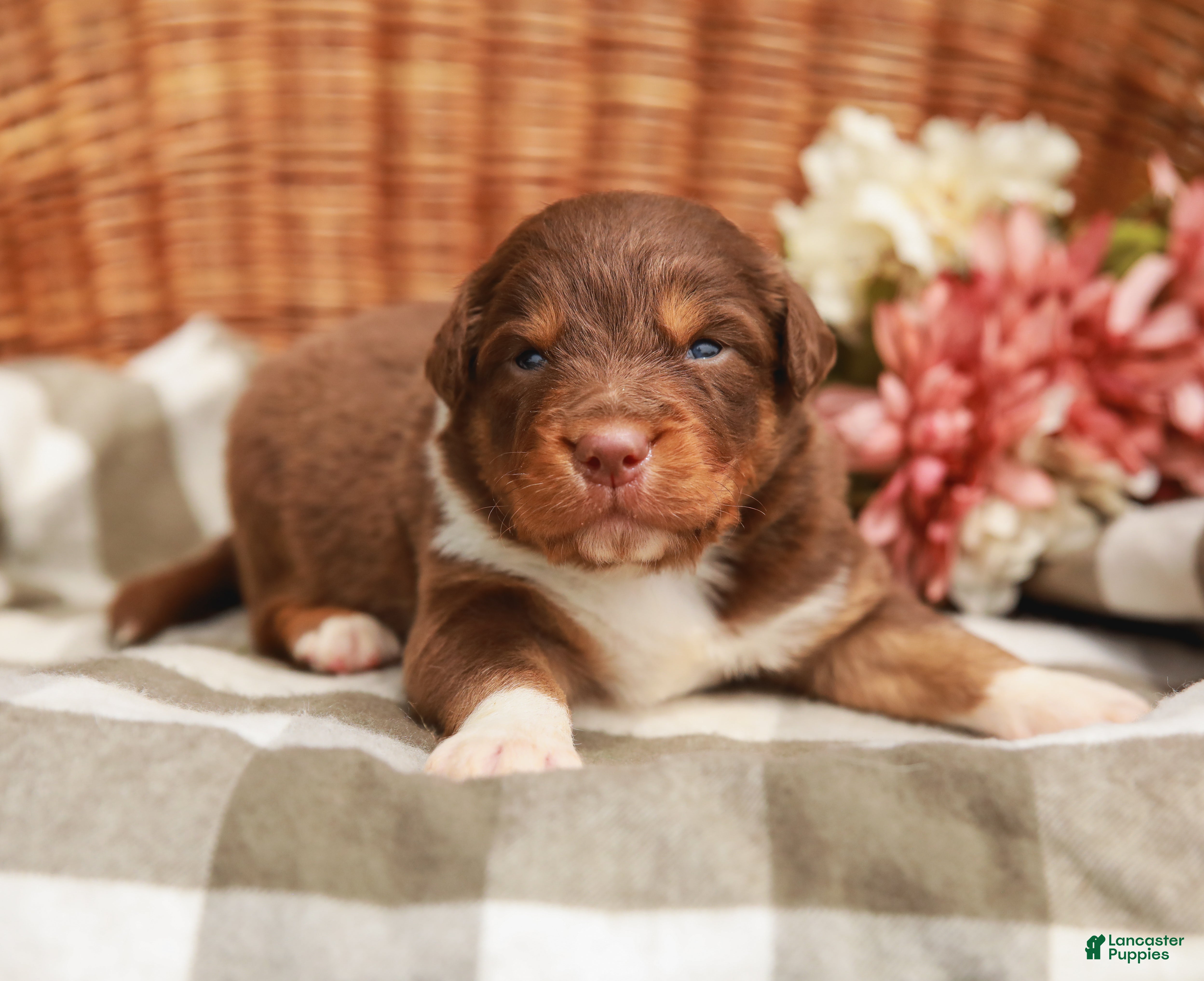 Australian Shepherd dogs Cole - Ad 1