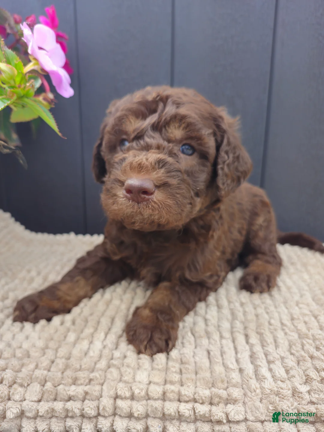 Labradoodle dogs for sale: Steal - Ad 1