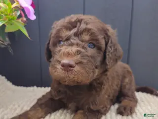 Labradoodle dogs Steal - Ad 40