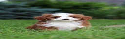 Cavapoo dogs for sale: Maverick - Ad 8