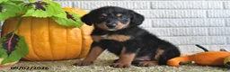 Mixed Breed dogs for sale: Bella - Ad 1