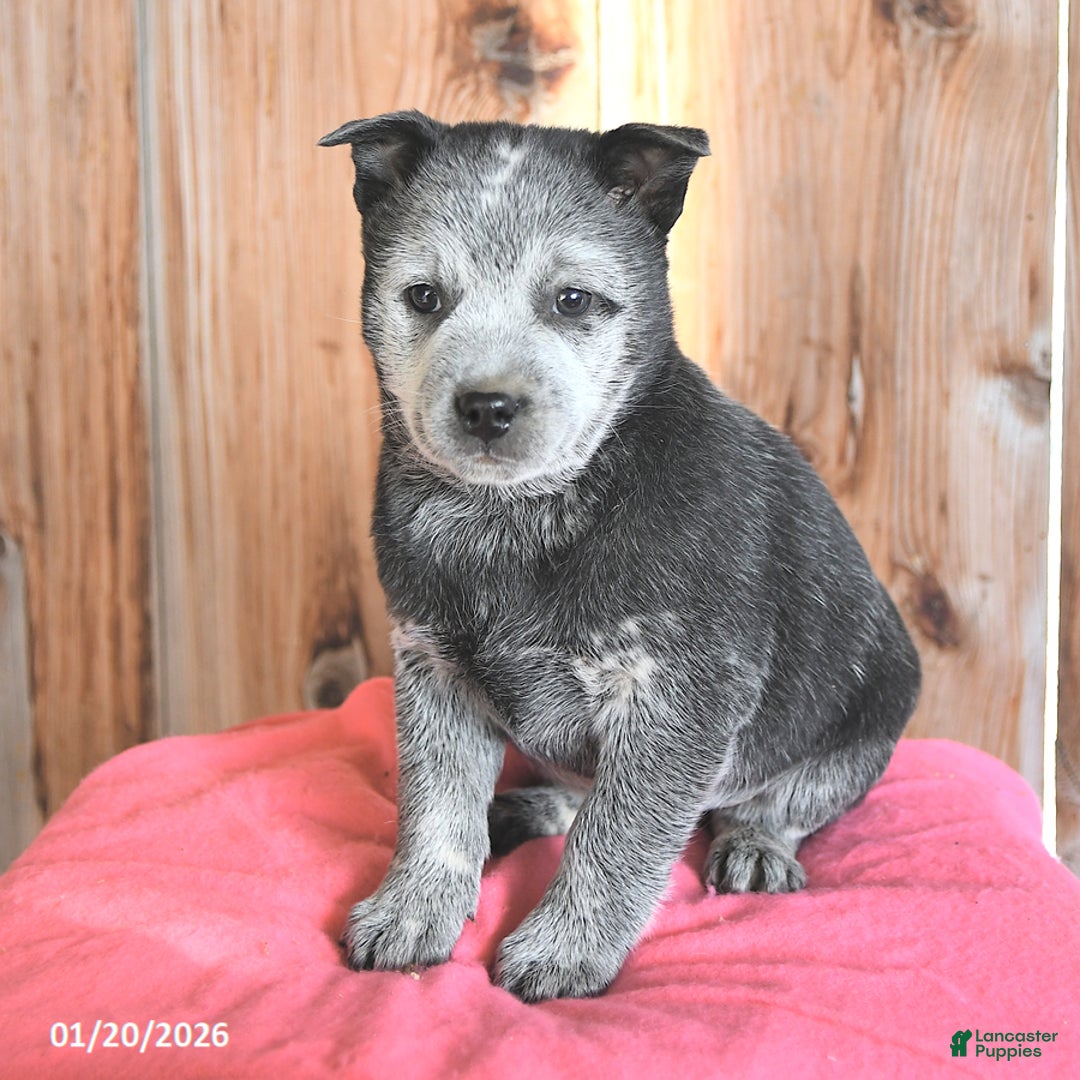 Australian Cattle Dog dogs for sale: Micky - Ad 2