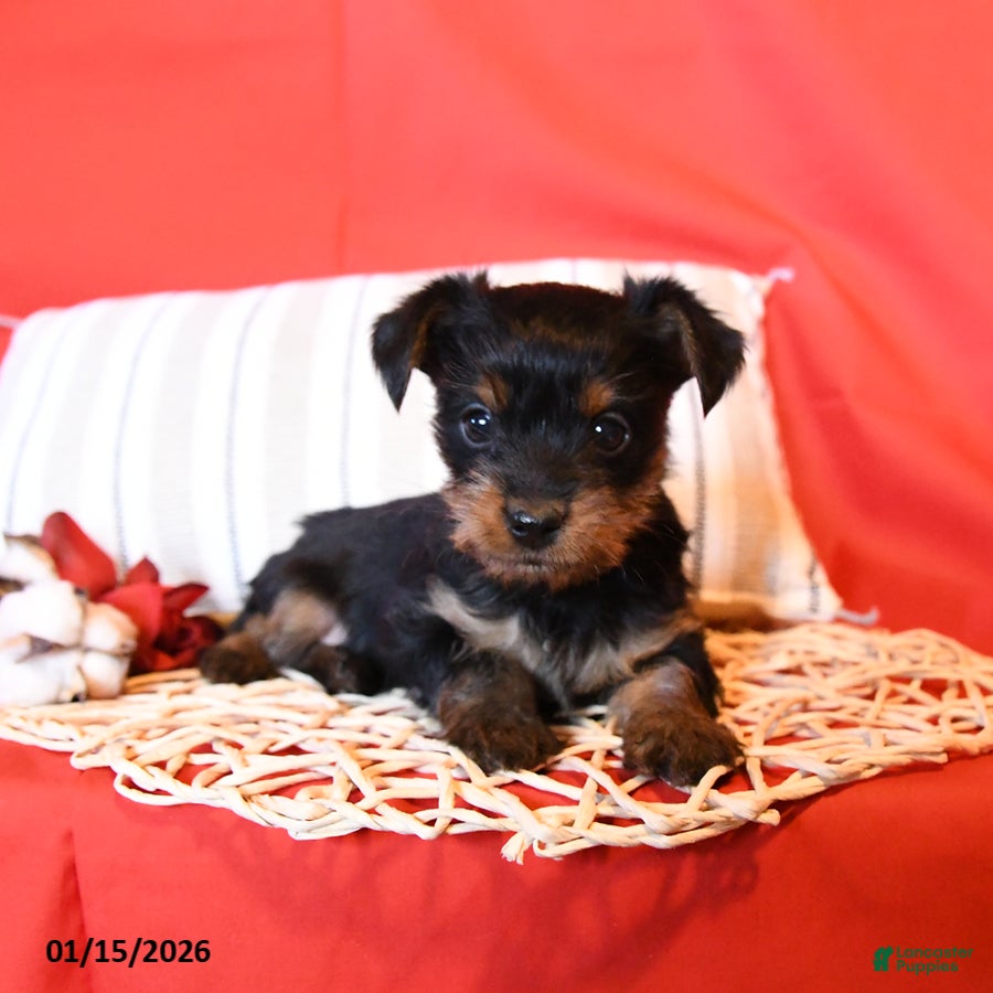 Yorkiepoo dogs Rascal - Ad 20