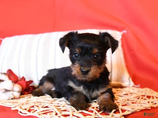 Yorkiepoo dogs Rascal - Ad 37