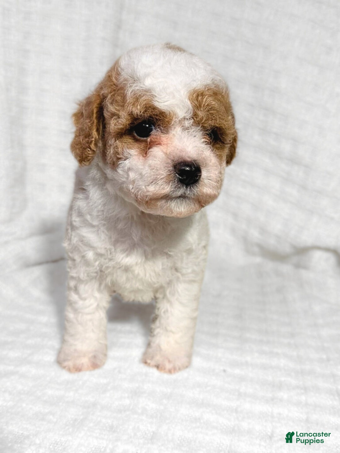 Cavapoo dogs for sale: Alfie - Ad 1