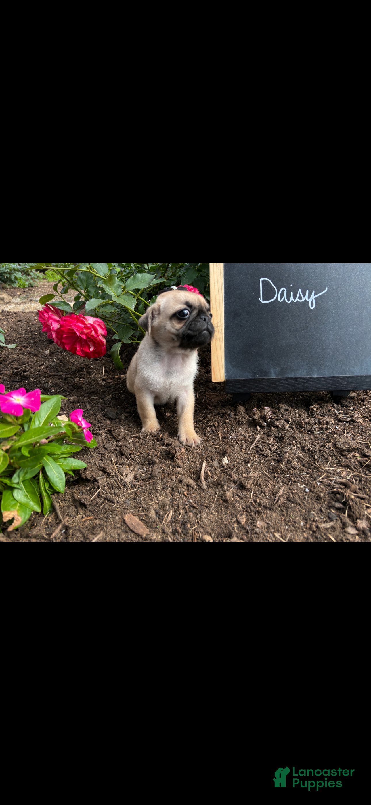 Pug dogs Daisy - Ad 2