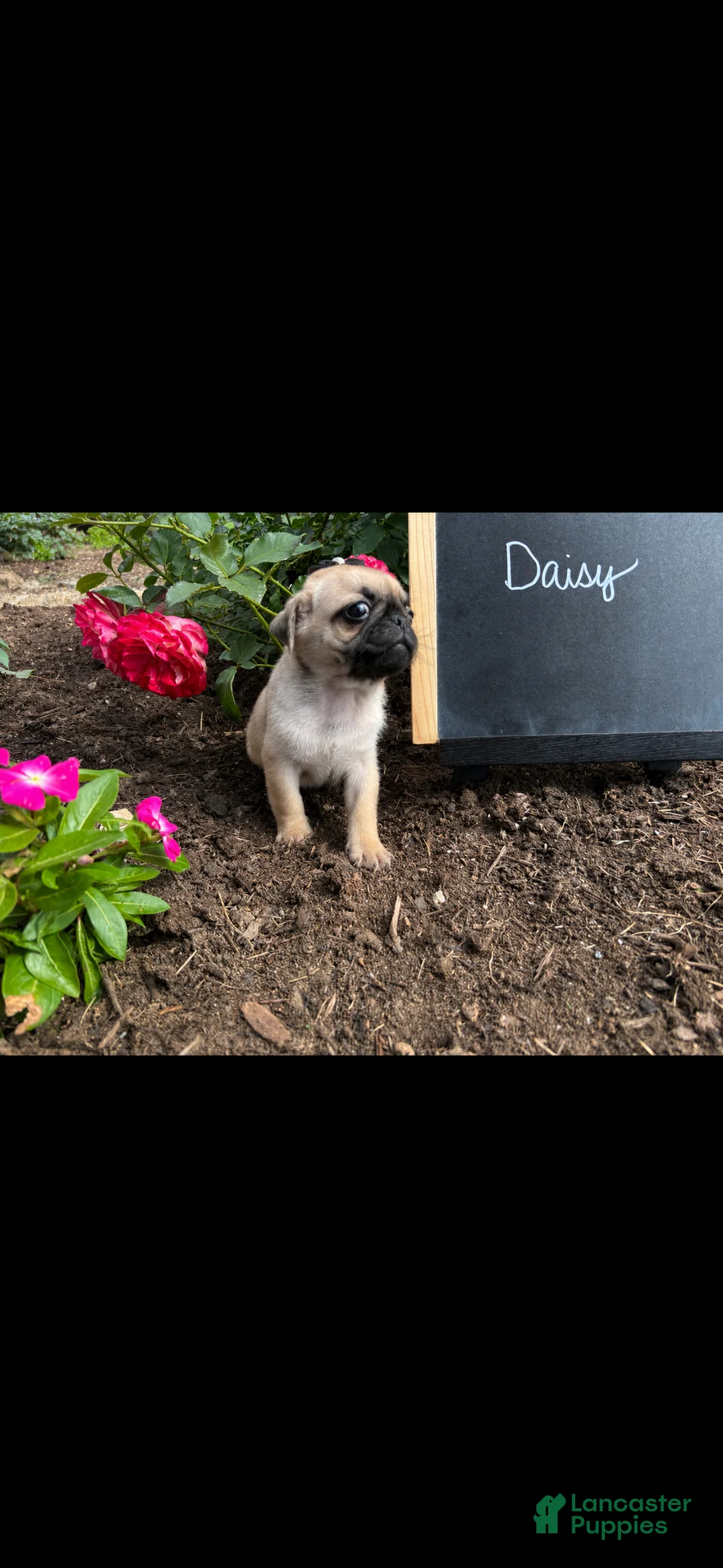 Pug dogs for sale: Daisy - Ad 2