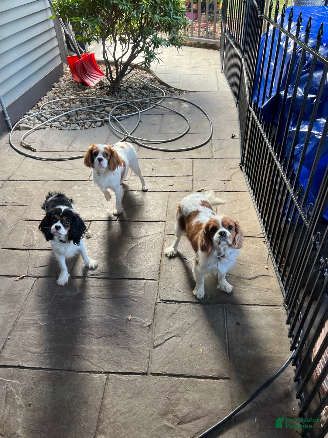 Cavalier King Charles Spaniel dogs for sale: Girl 1  - Ad 15