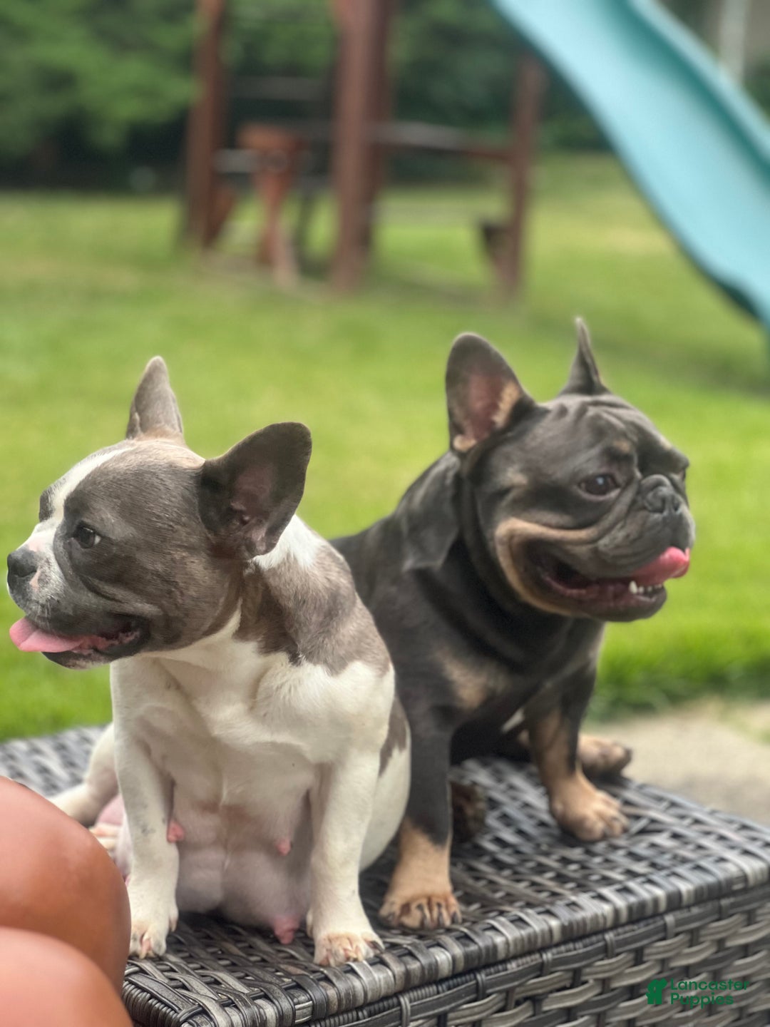 French Bulldog dogs for sale: French Bulldog Puppy 1 - Ad 5