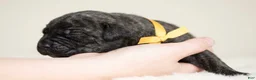 Cane Corso dogs for sale: Black Velvet Abyss Voodoo Queen - Ad 5