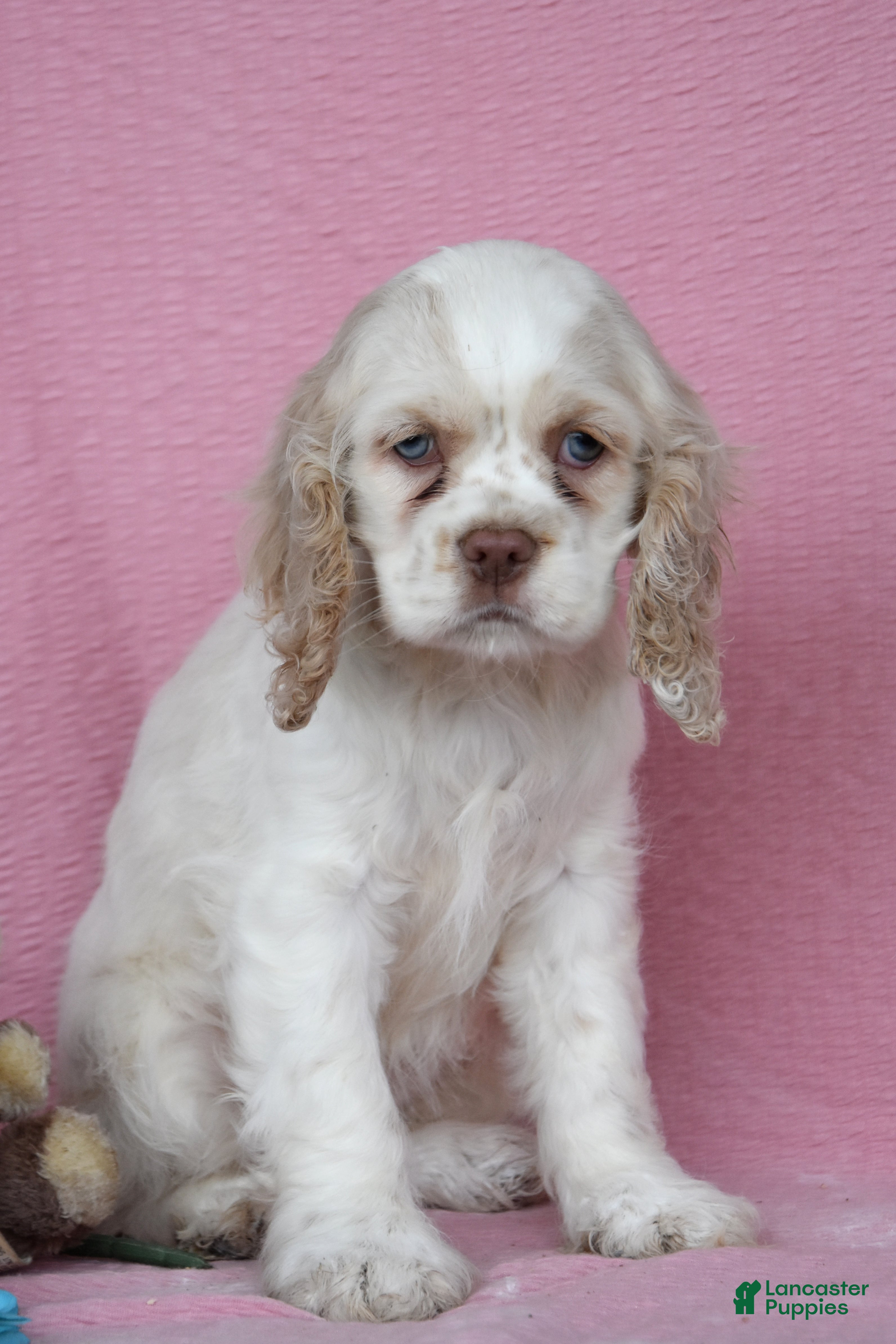 English Cocker Spaniel dogs Leona - Ad 1