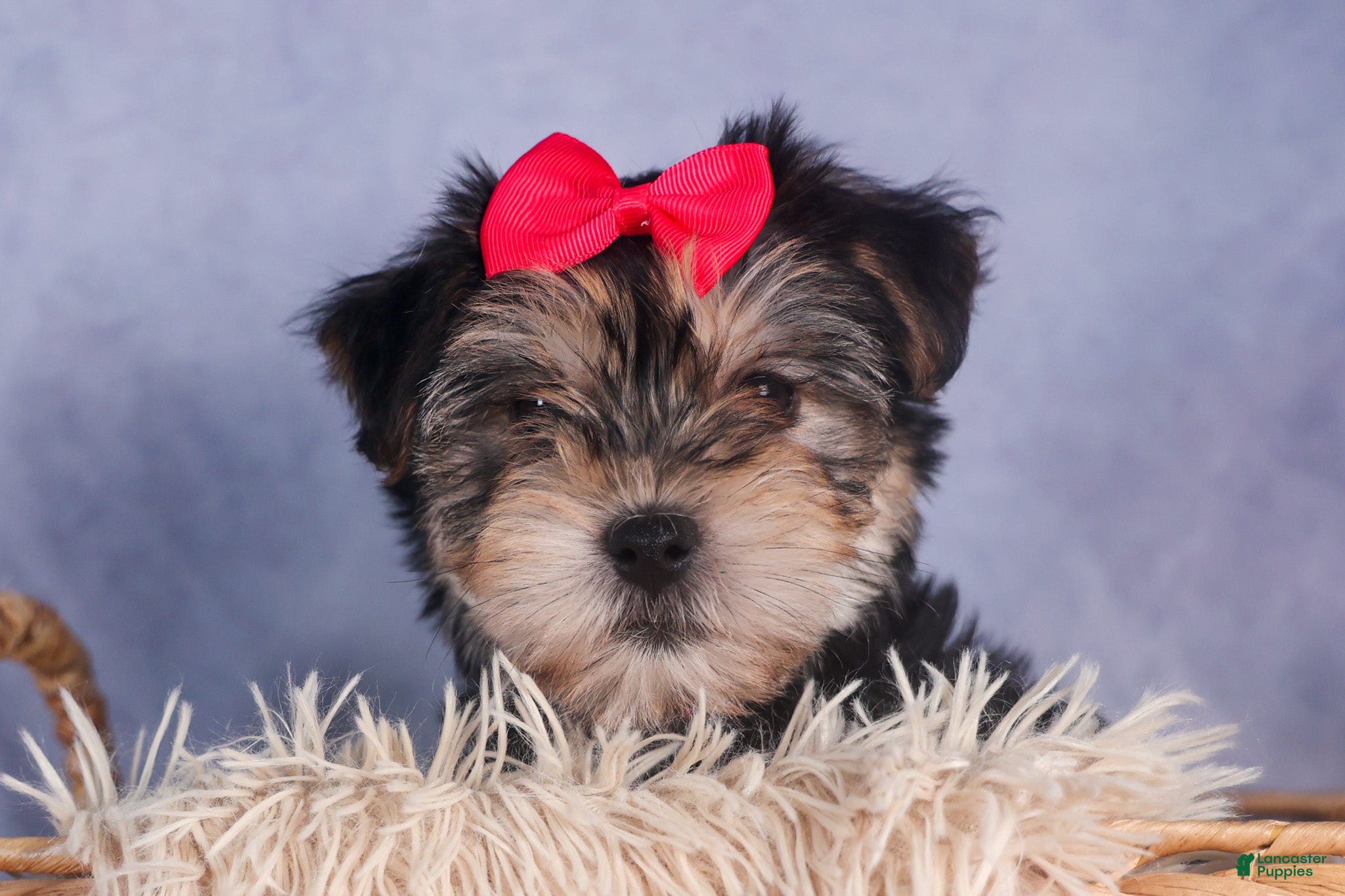 Morkie dogs Nova - Ad 2