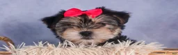 Morkie dogs for sale: Nova - Ad 2
