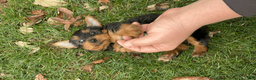 Yorkshire Terrier dogs for sale: Joey  - Ad 4