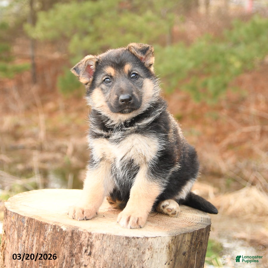 German Shepherd dogs Hazel - Ad 2
