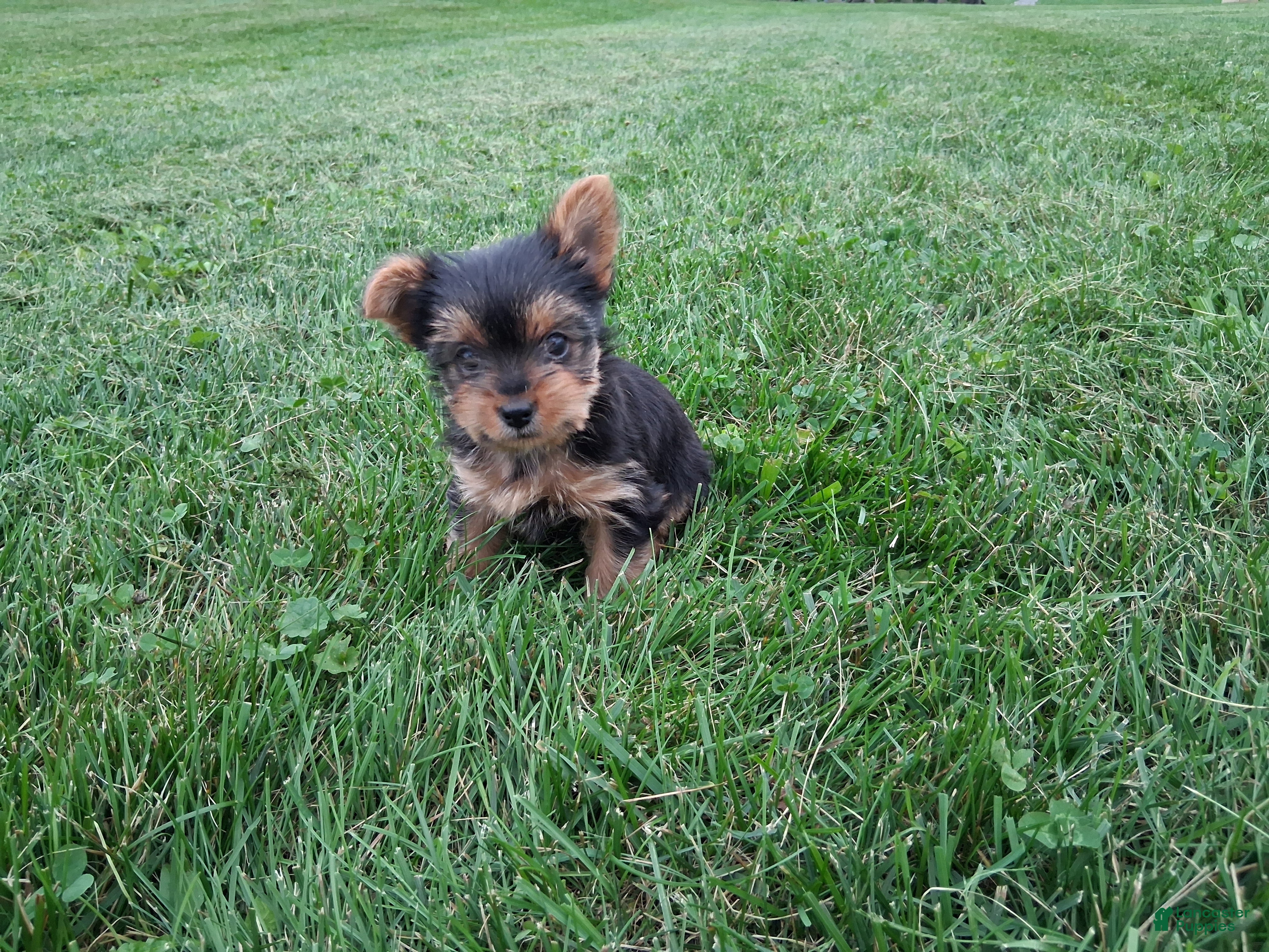 Yorkshire Terrier dogs Princess  - Ad 2