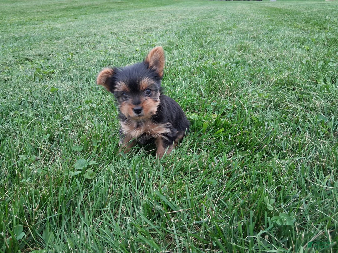 Yorkshire Terrier dogs for sale: Princess  - Ad 2