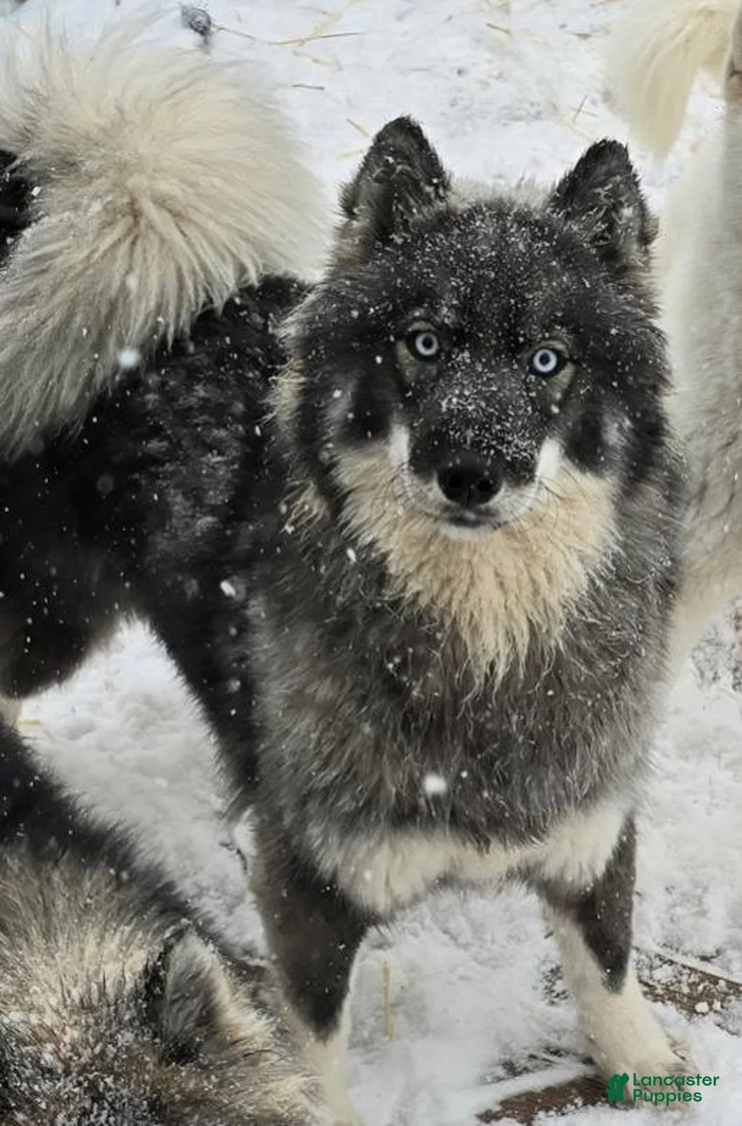 Siberian Husky dogs for sale: Latte  - Ad 8