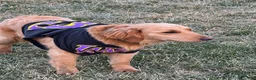 Mini Goldendoodle dogs for sale: Hector - Ad 5