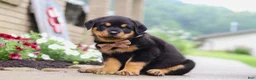 Rottweiler dogs for sale: Dakota - Ad 3