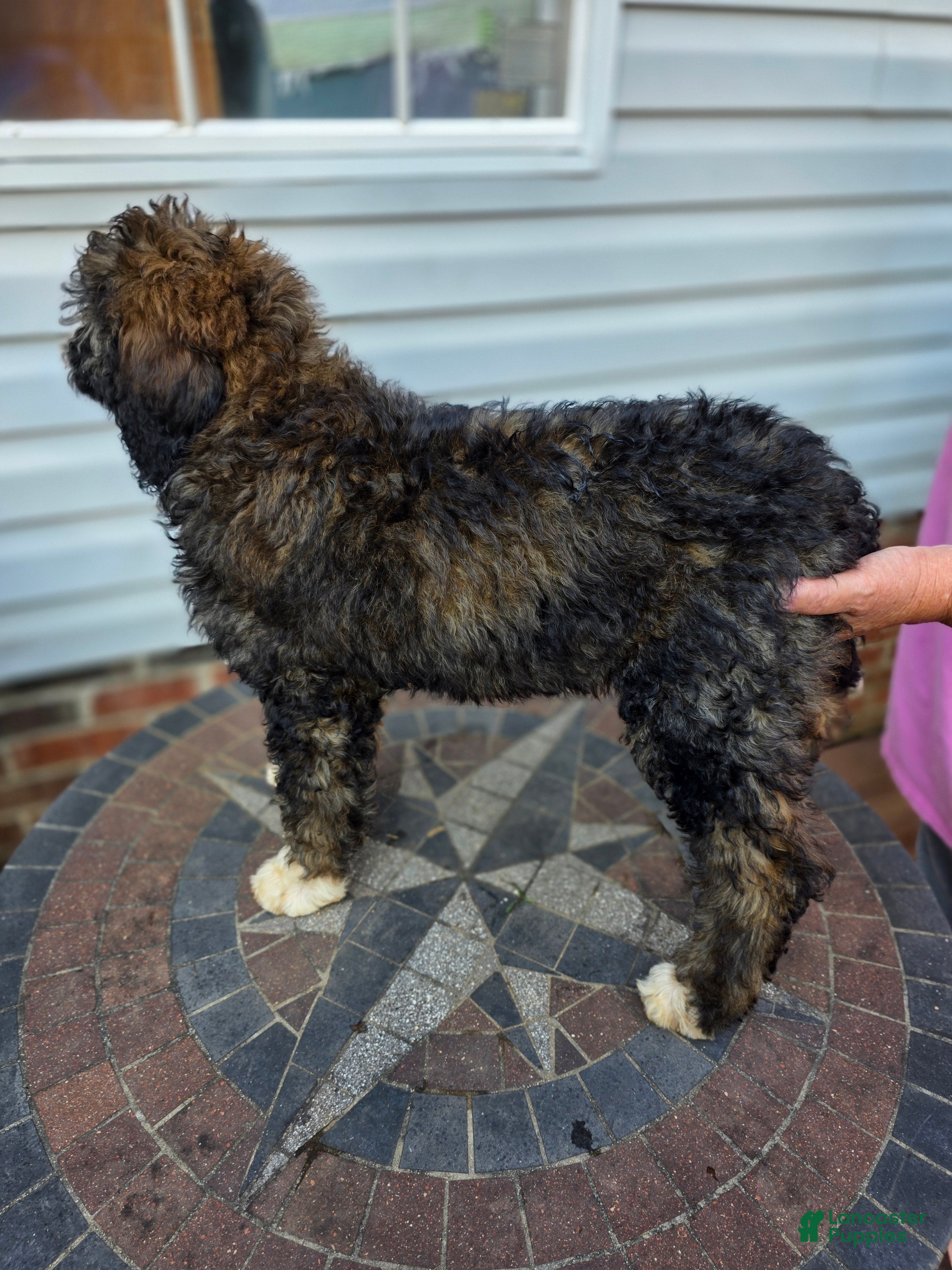 Bernedoodle dogs Skye - Ad 2