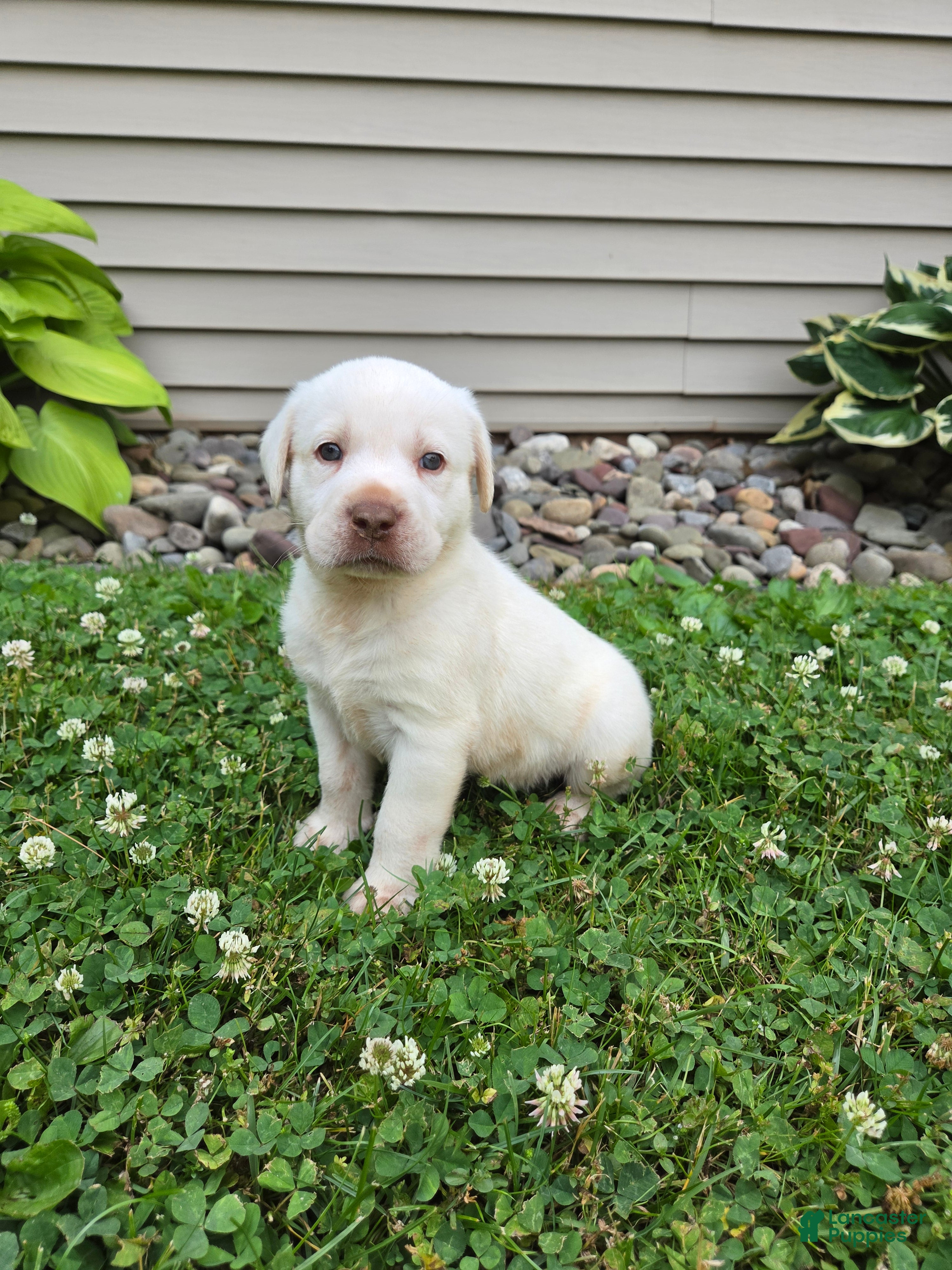 Labrador Retriever dogs Ranger  - Ad 1