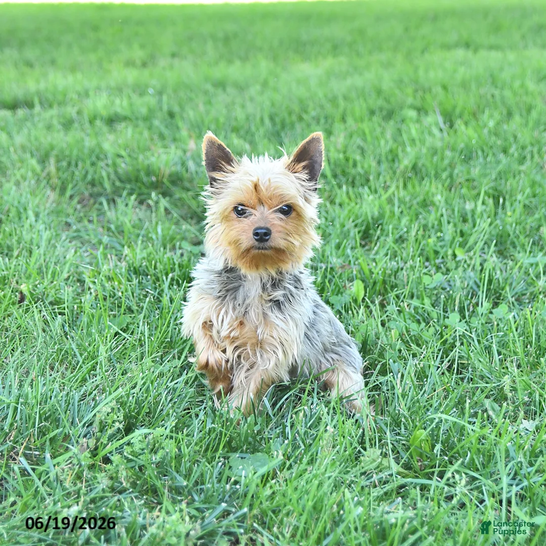Yorkshire Terrier dogs for sale: Trooper - Ad 7