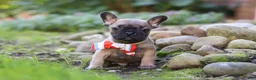 French Bulldog dogs for sale: Benny - Ad 4